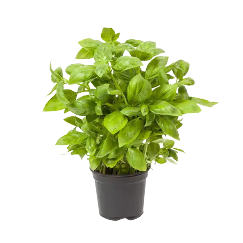 Basil Plant Pot 30g UAE